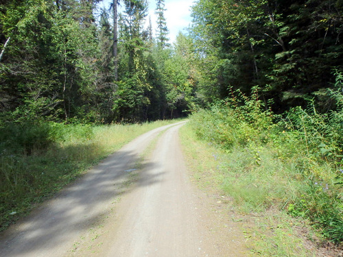 Pedaling towards Fatty Creek Road, on the GDMBR.